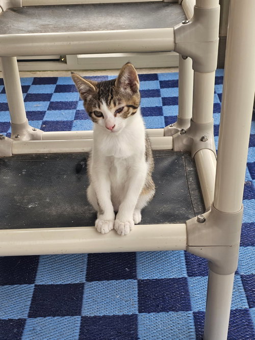 COMET - Domestic Short Hair available for adoption