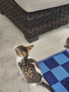 COMET - Photo 3