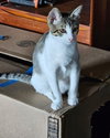 COMET - Photo 3