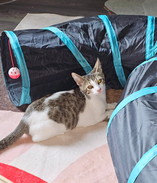 COMET, Baby Domestic Short Hair (medium coat), cat for adoption in San Marcos, Texas