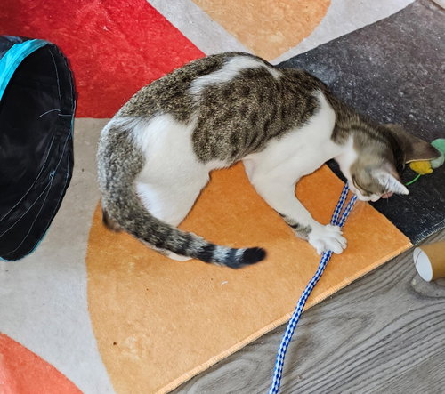 COMET - Domestic Short Hair available for adoption