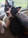 SABLE - Photo 1
