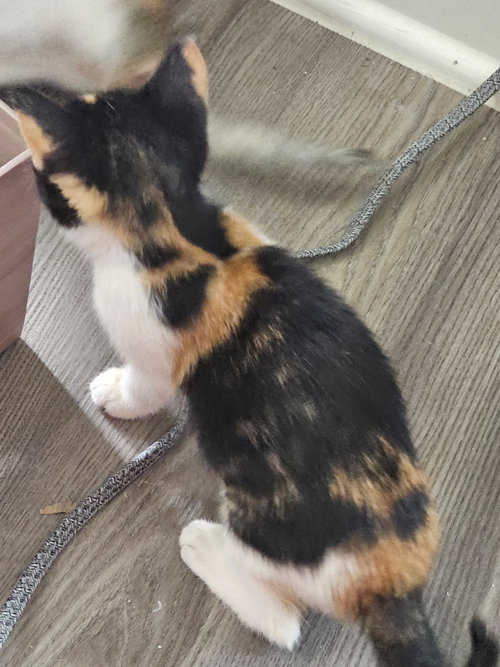 SABLE - Calico available for adoption