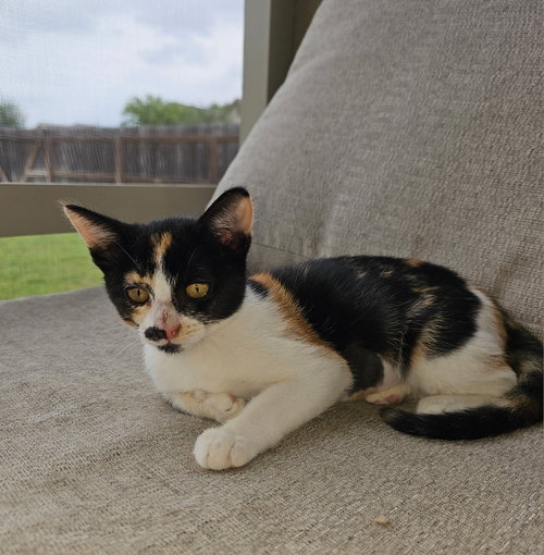 SABLE, Baby Calico (short coat), cat for adoption in San Marcos, Texas