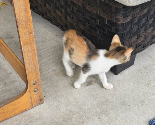 HONEY - Calico / Torbie available for adoption