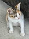 Honey - Photo 2