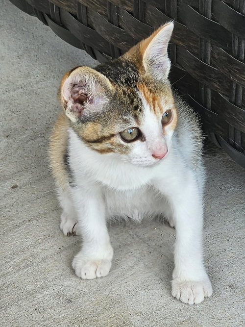 HONEY - Calico / Torbie available for adoption
