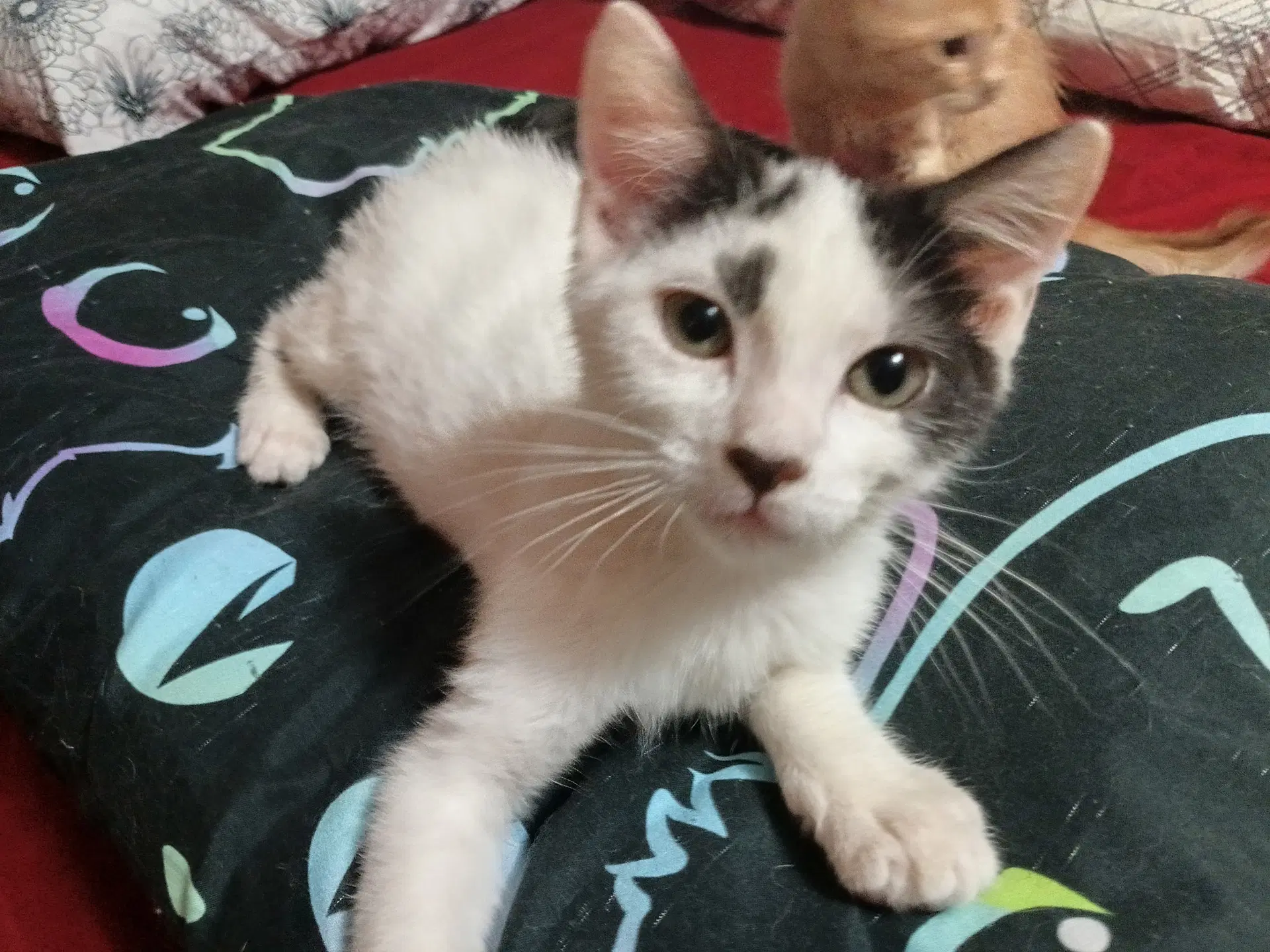 Denny - Domestic Medium Hair