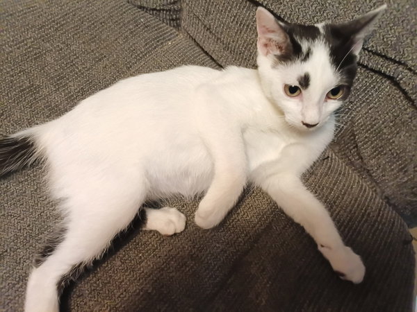 DENNY