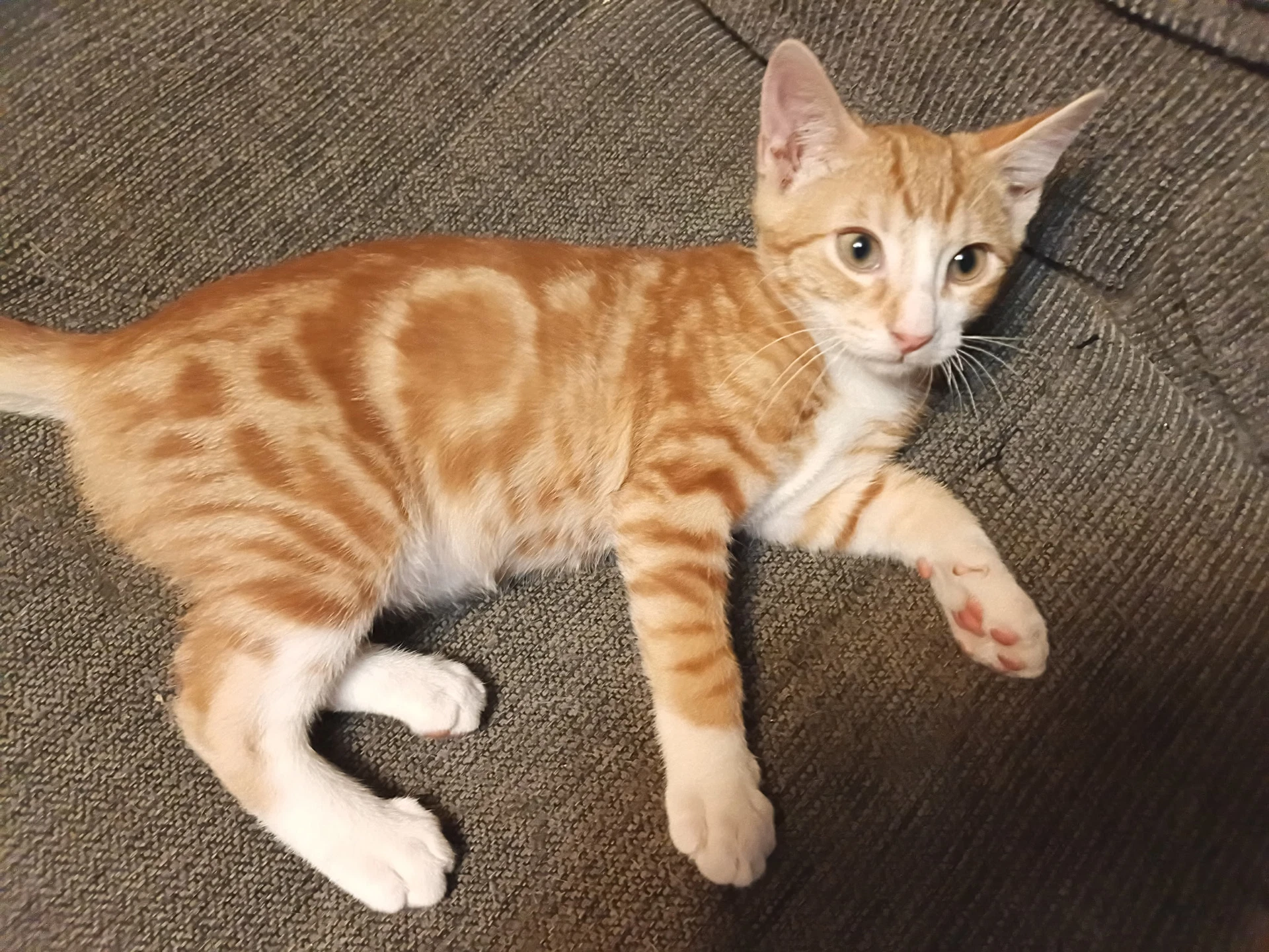 Clancy