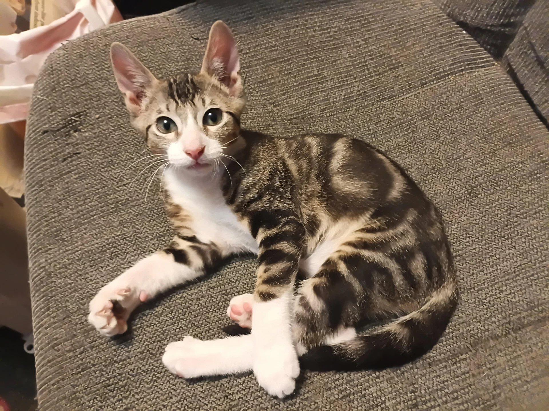 Felix