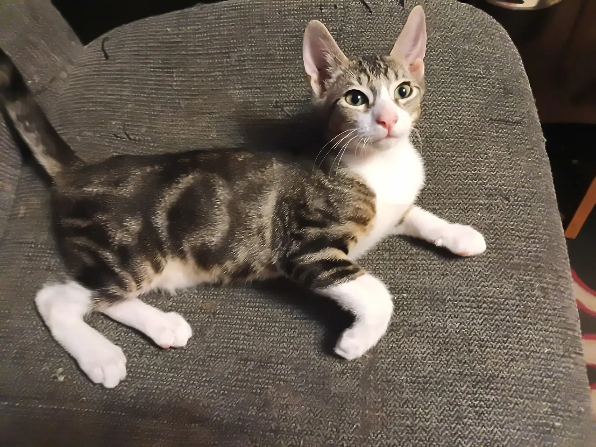 Felix image 2