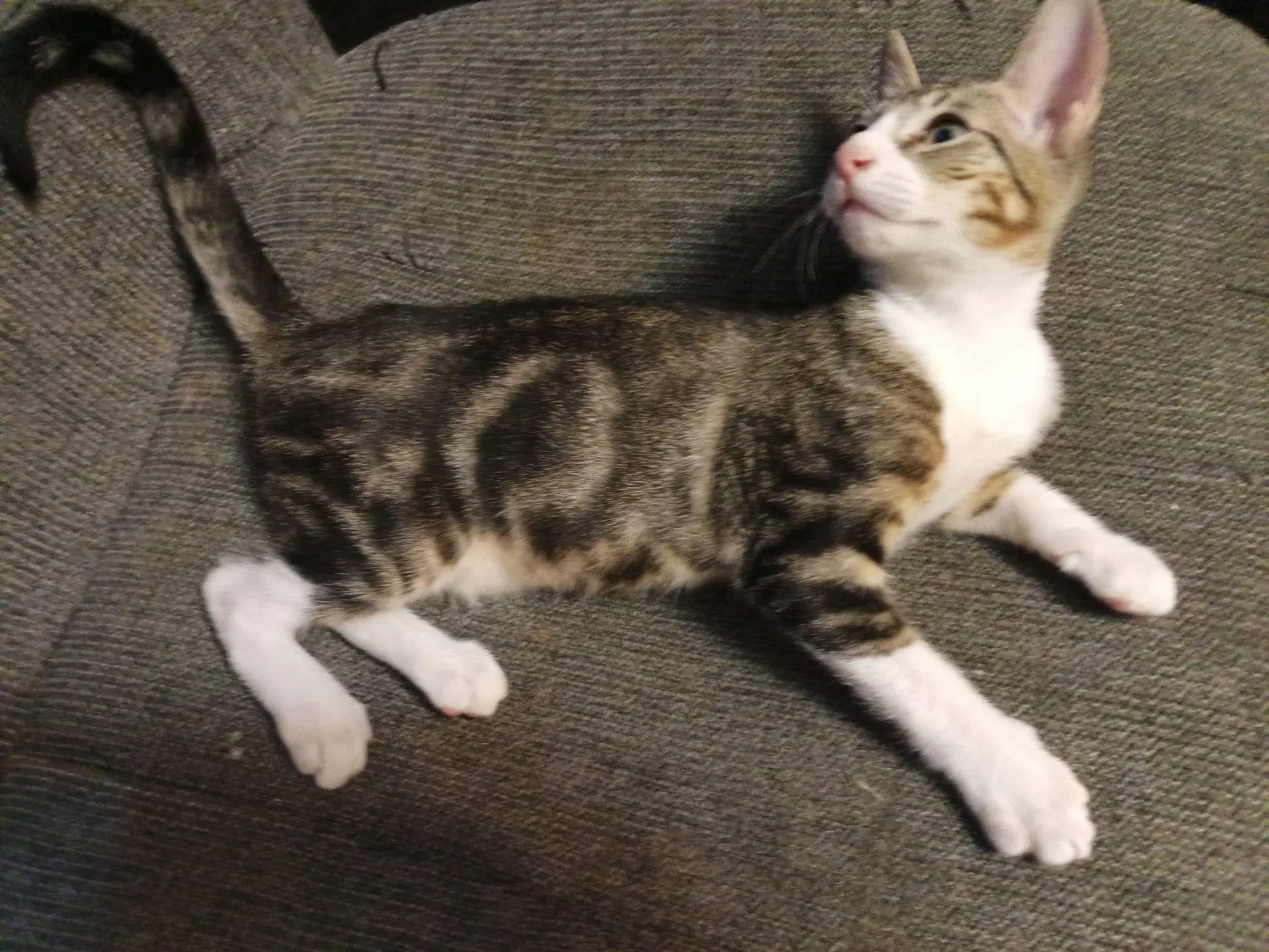 Felix image 3