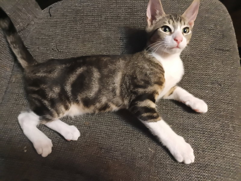 Felix, photo 4
