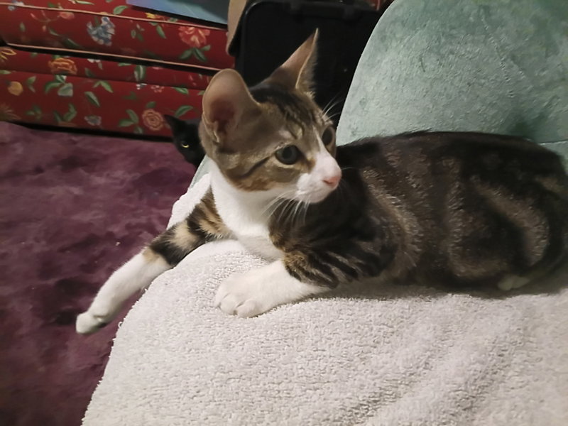Felix, photo 2