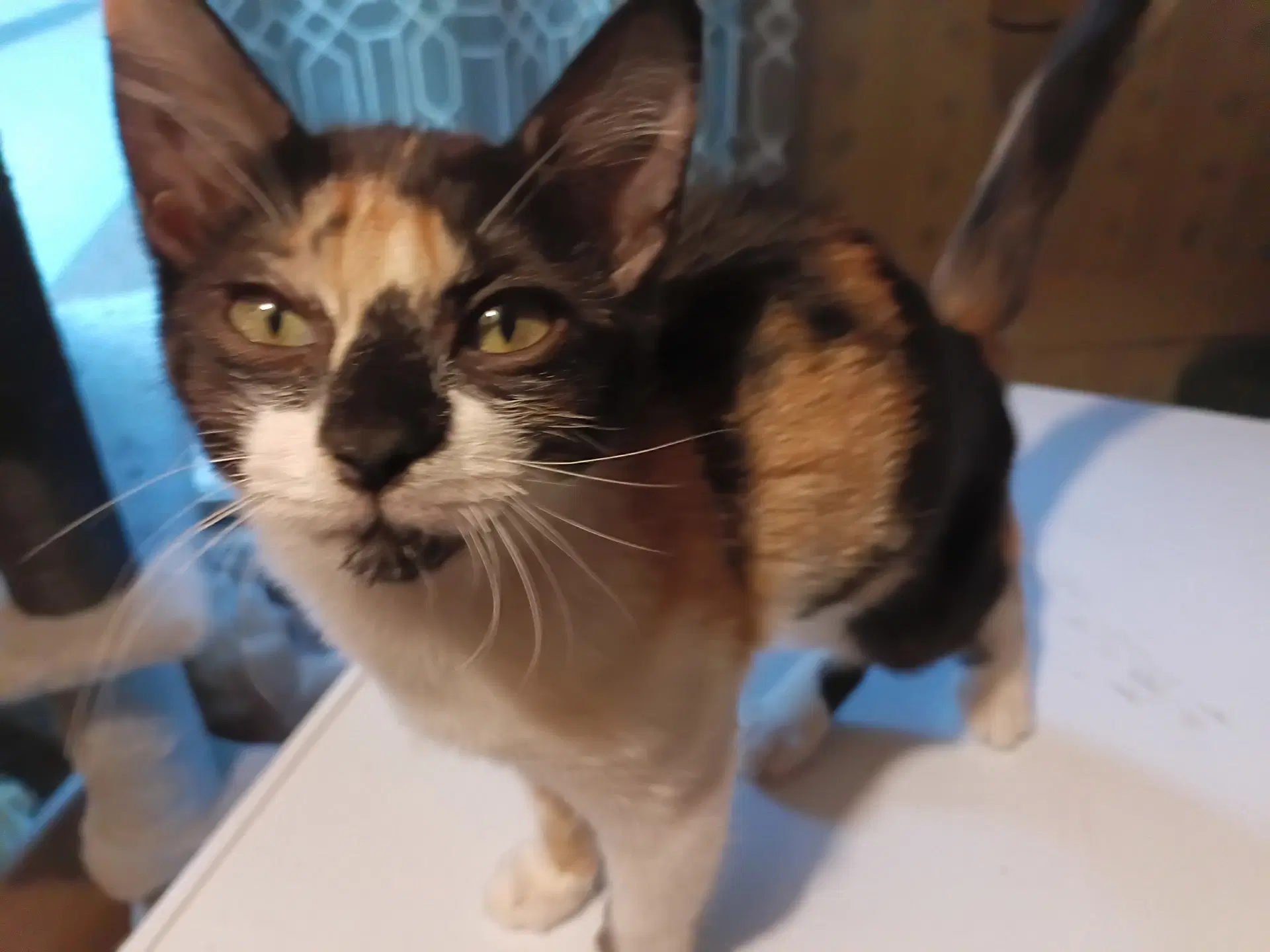 Marta - Calico