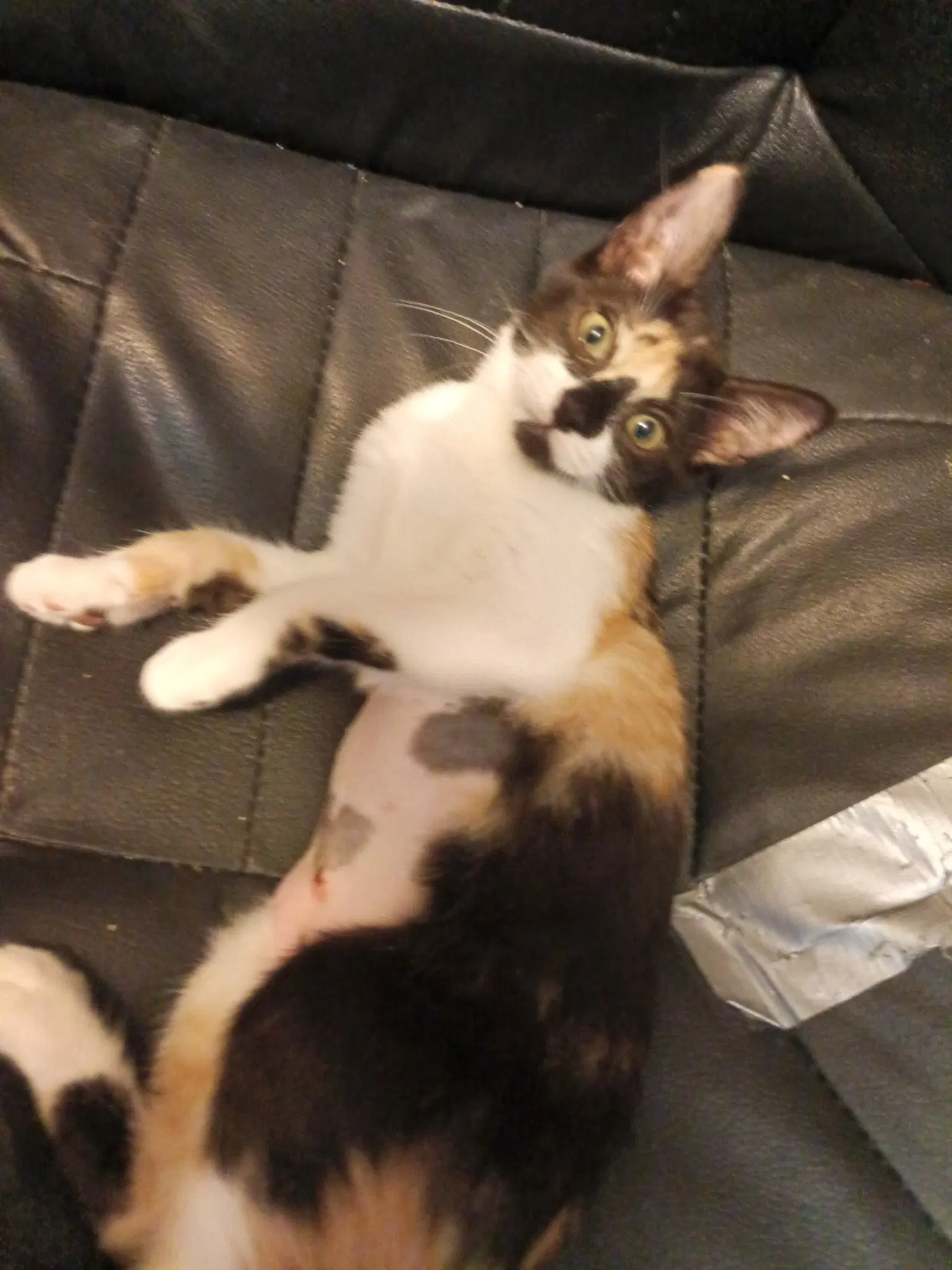 Marta - Calico