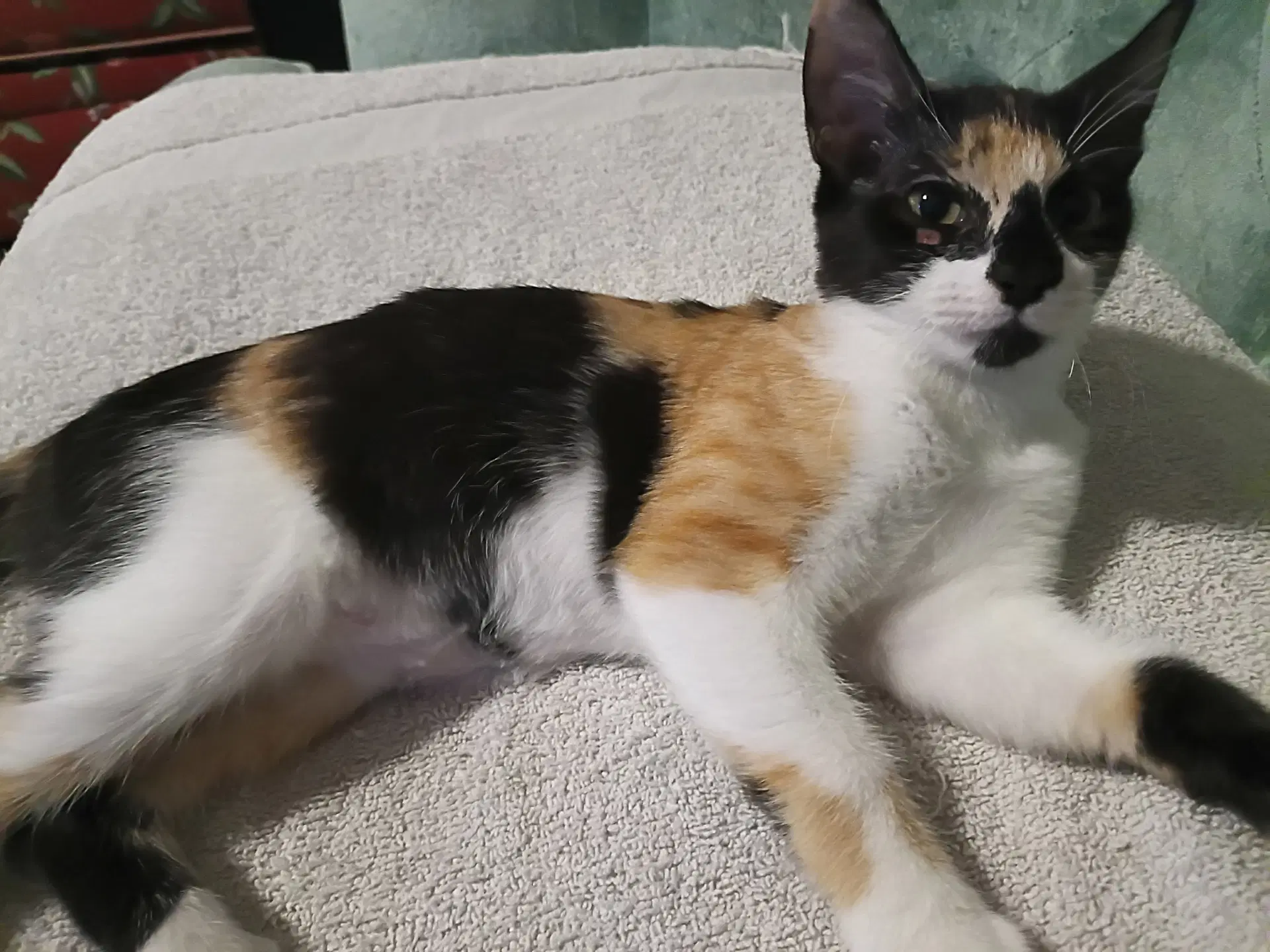 Marta - Calico