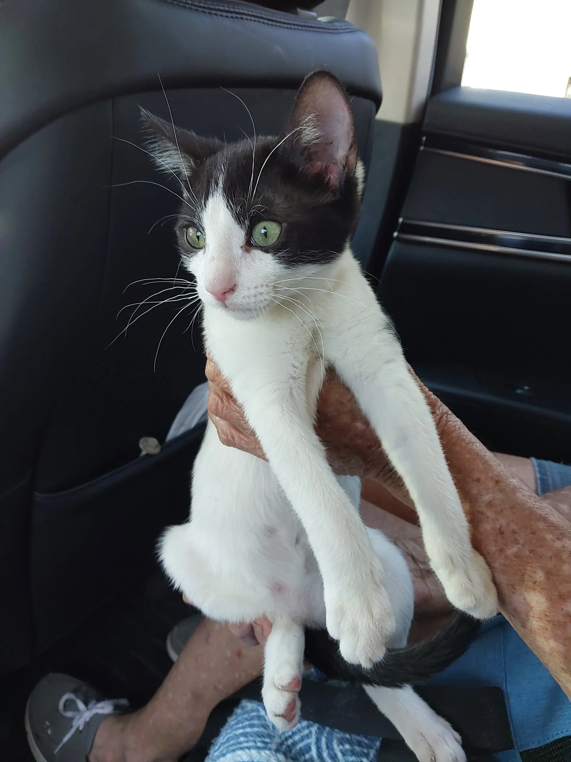 Caitlan - Domestic Medium Hair