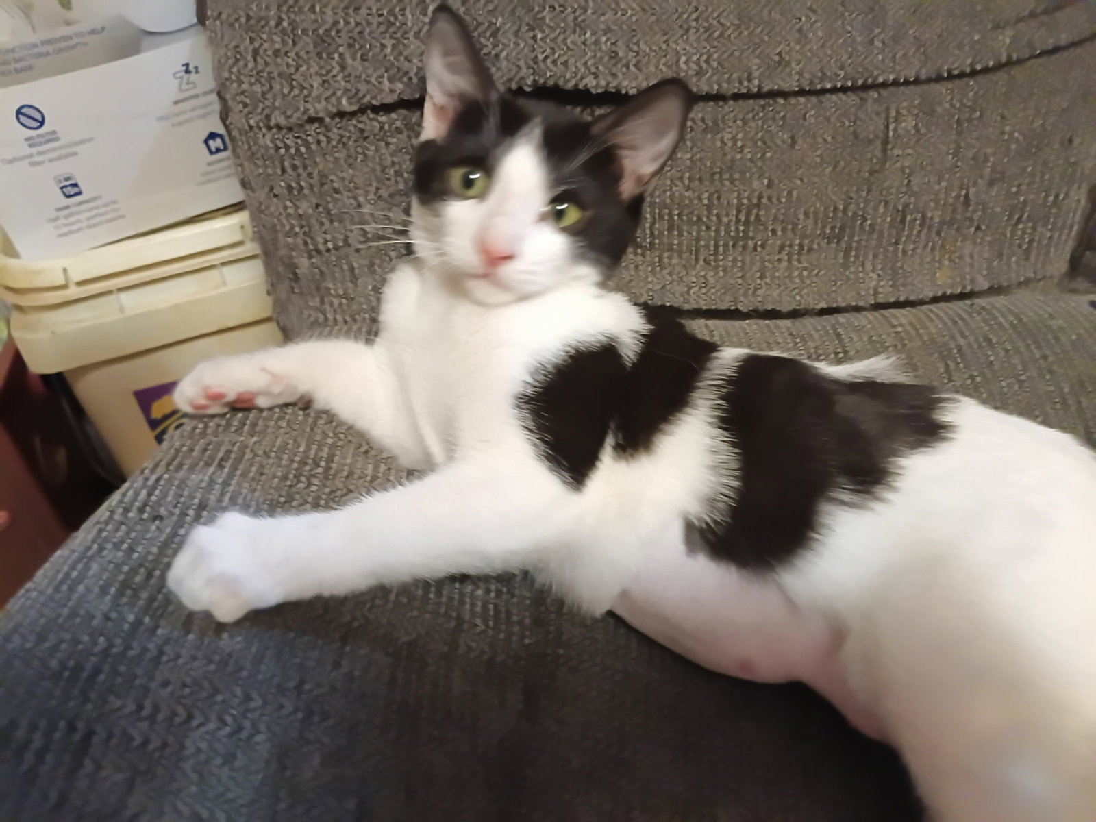Caitlan, Domestic Medium Hair