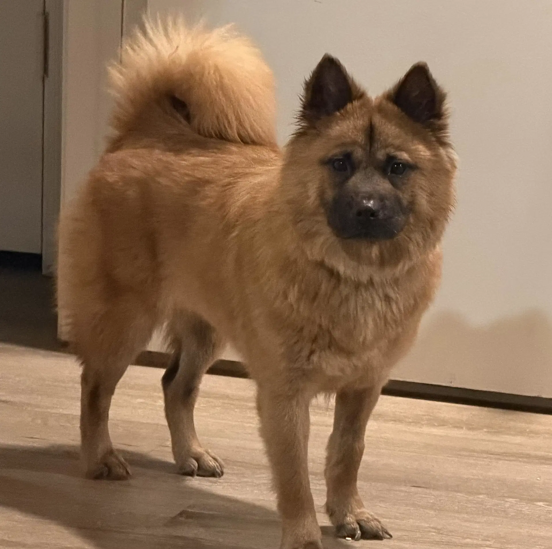 Ruby - Chow Chow