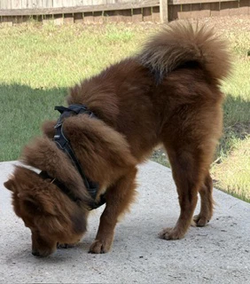 Max