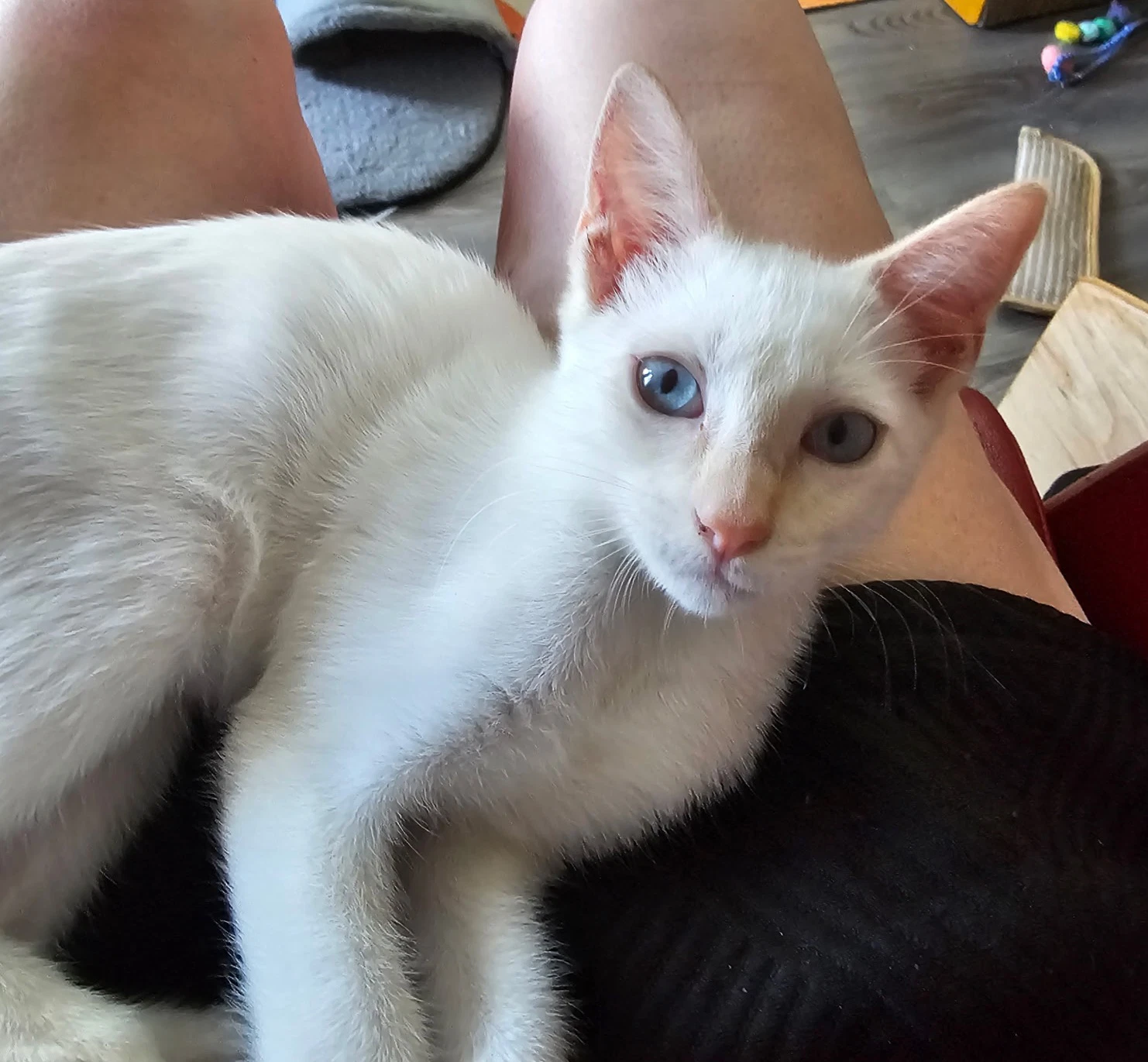 Nimbus