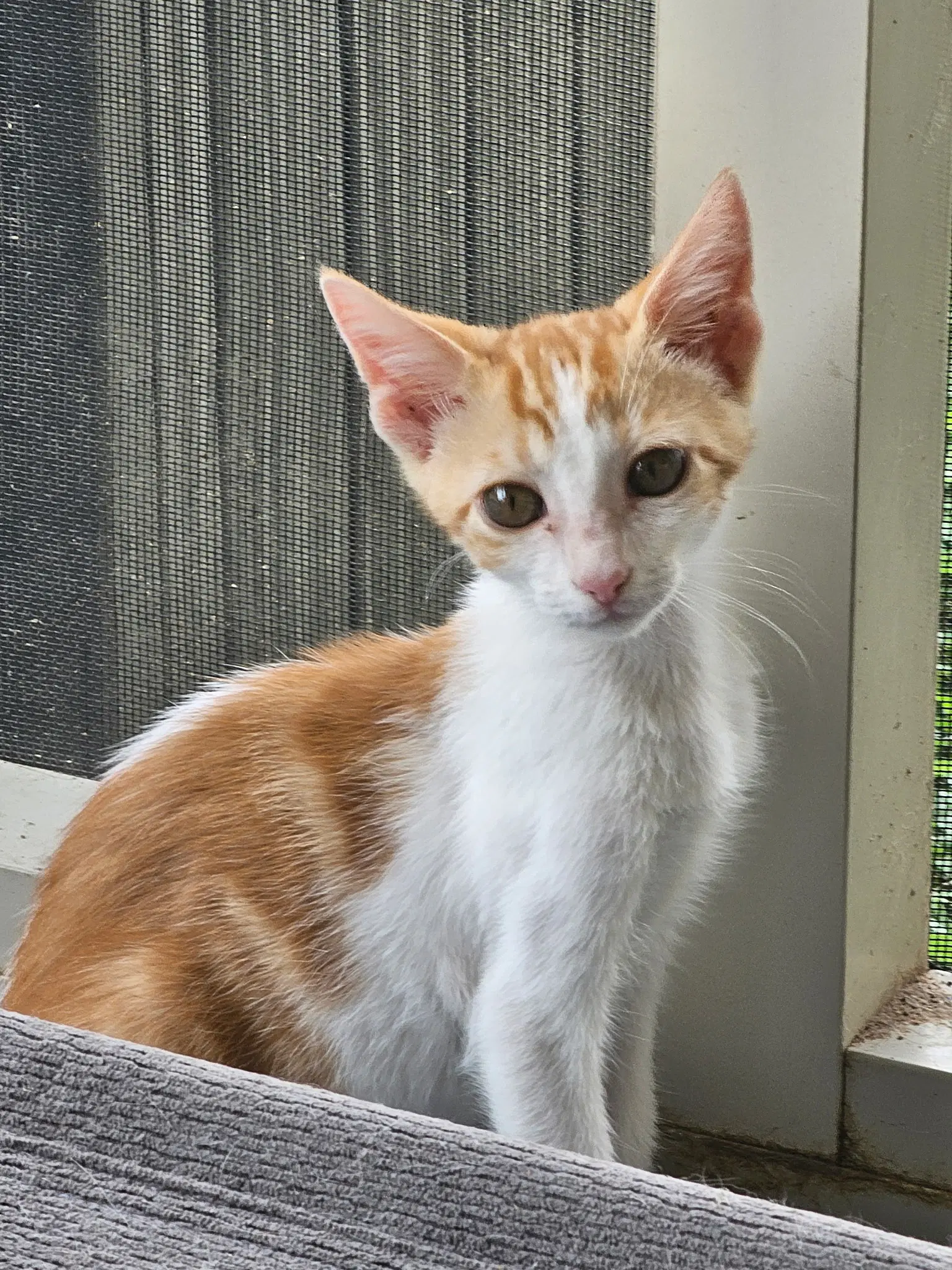 Midas - Tabby