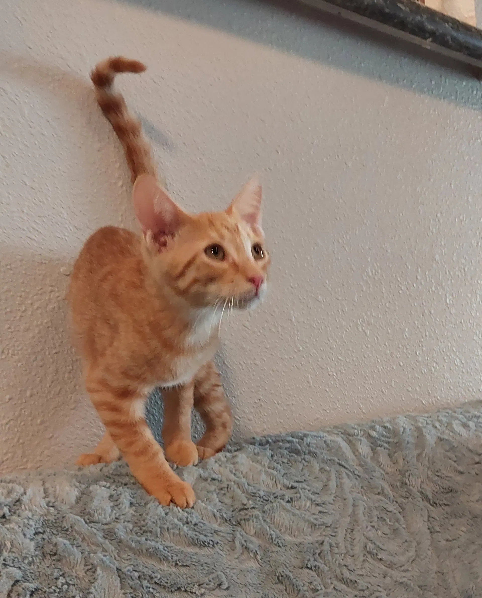 Allen - Tabby