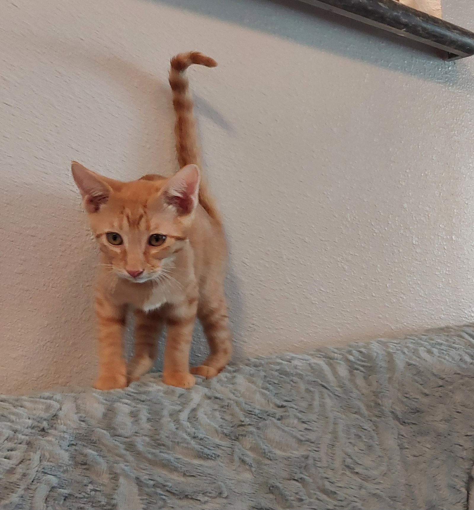 Allen, Tabby