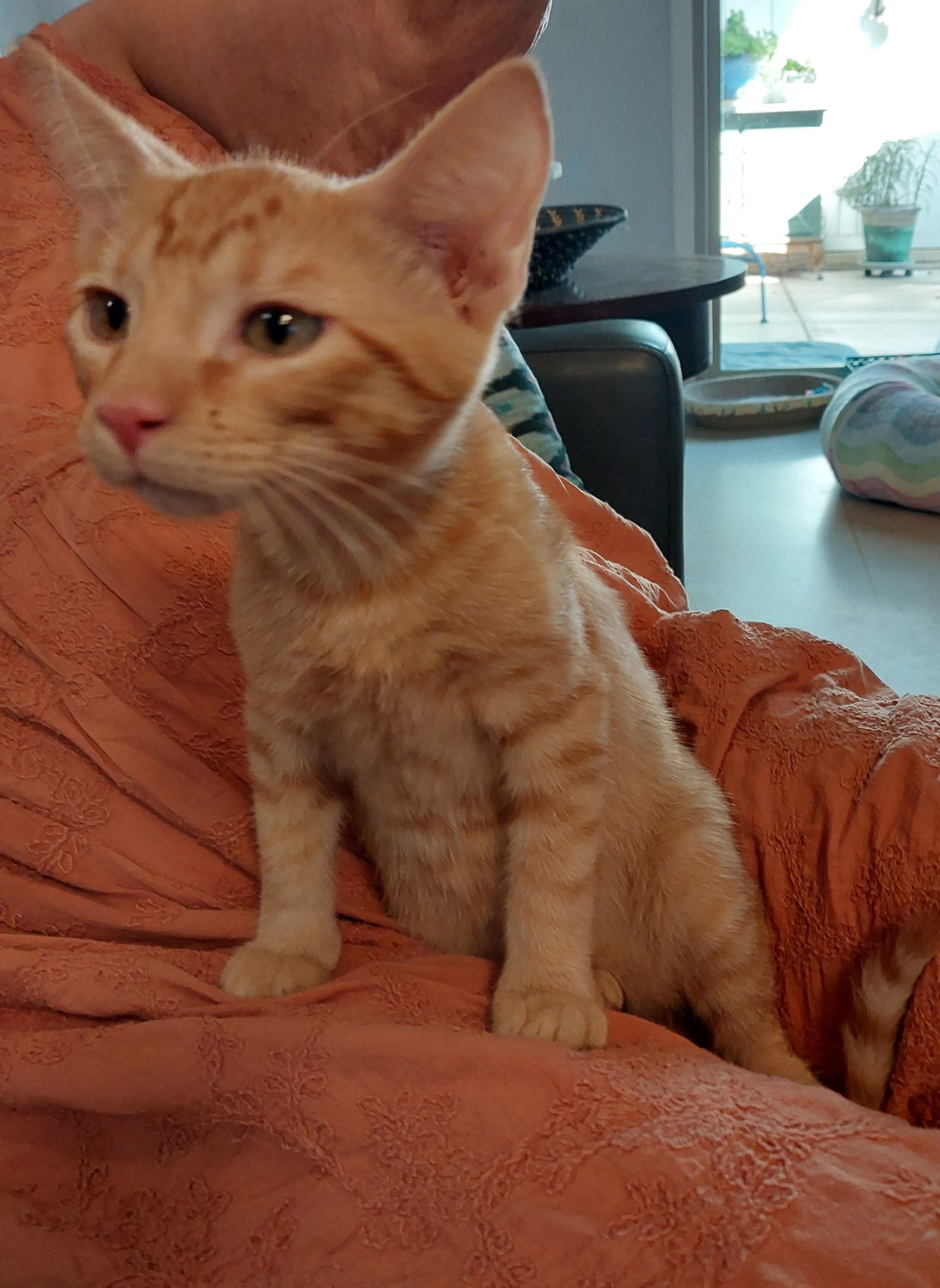 Shawn, Tabby