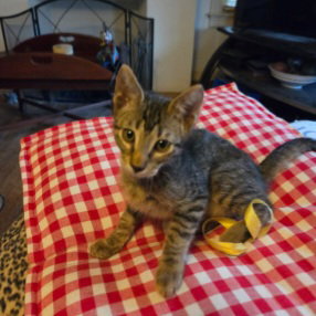 Pepe, Tabby