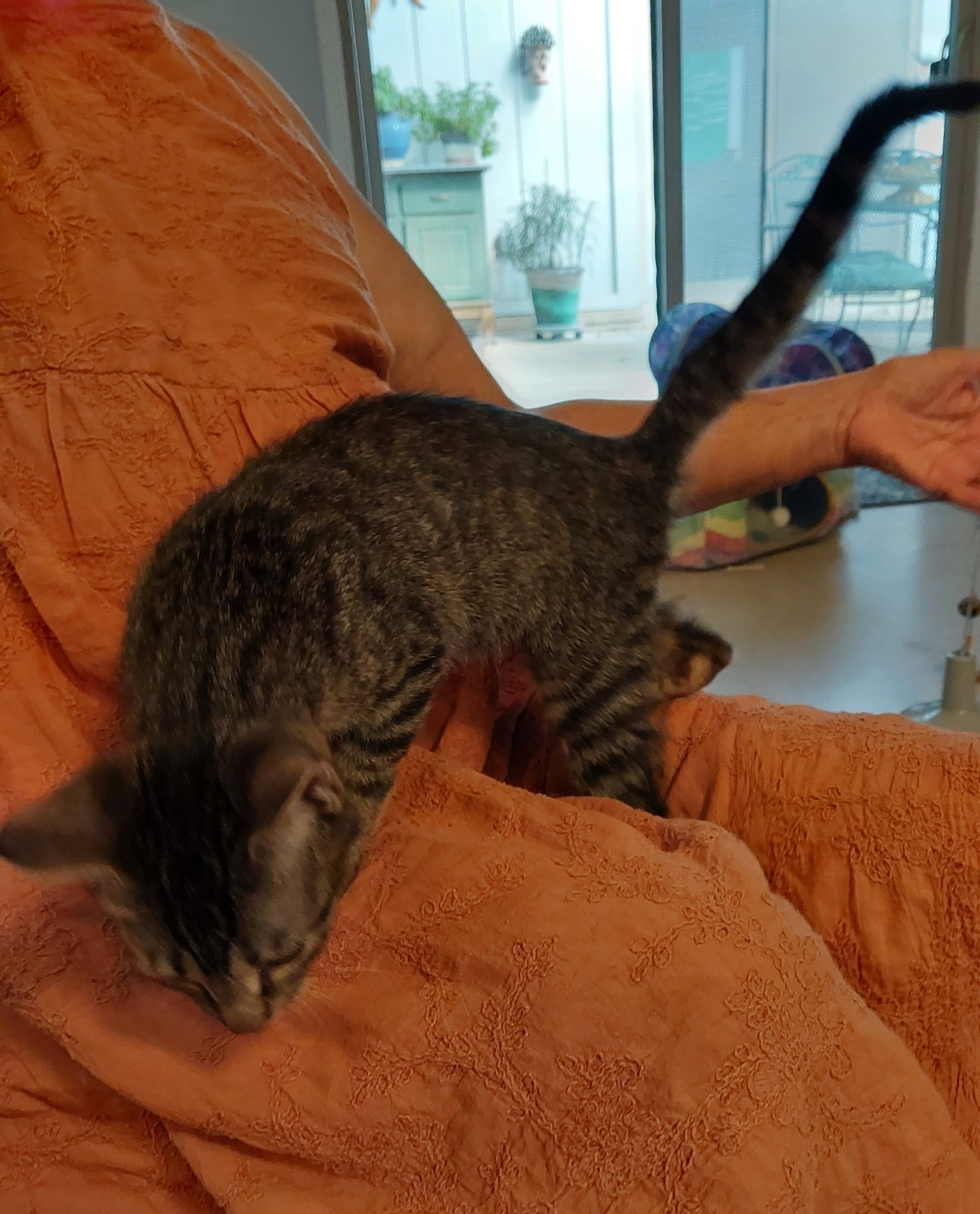 PEPE, photo 3