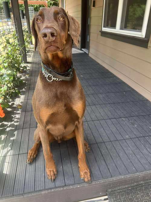 APOLLO - Doberman Pinscher available for adoption