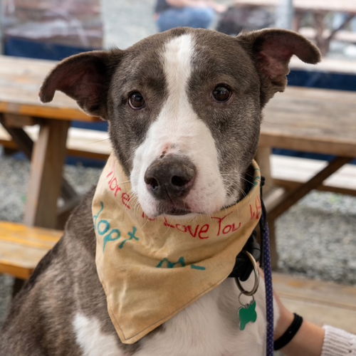 picture of the dog needing adoption