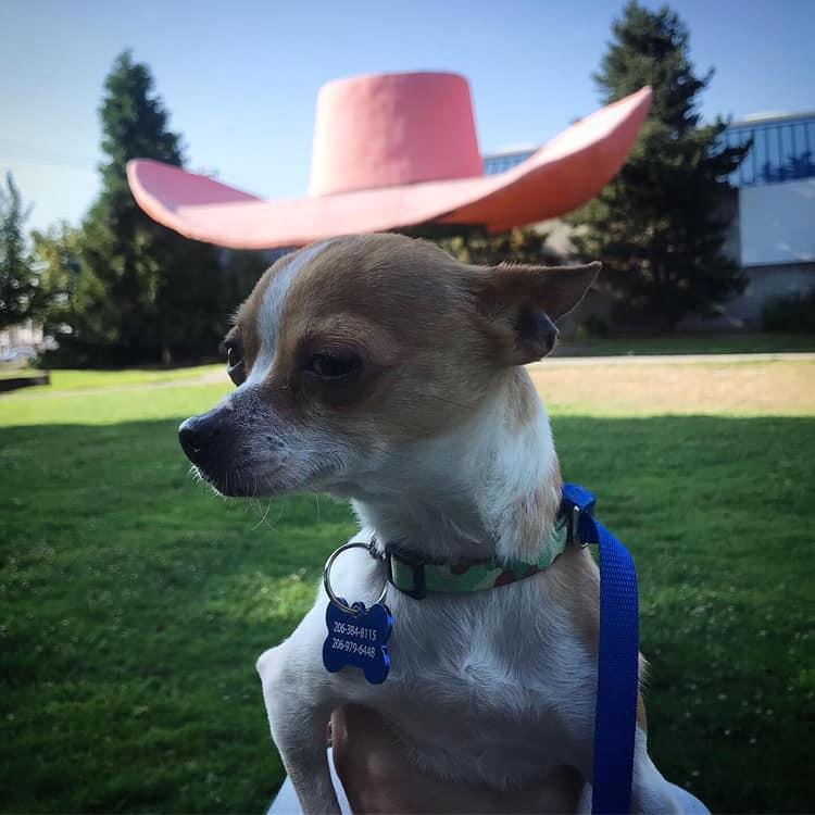 adoptable Dog in Seattle, WA named Fuji