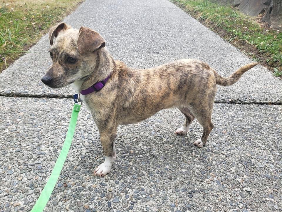 adoptable Dog in Seattle, WA named Comet