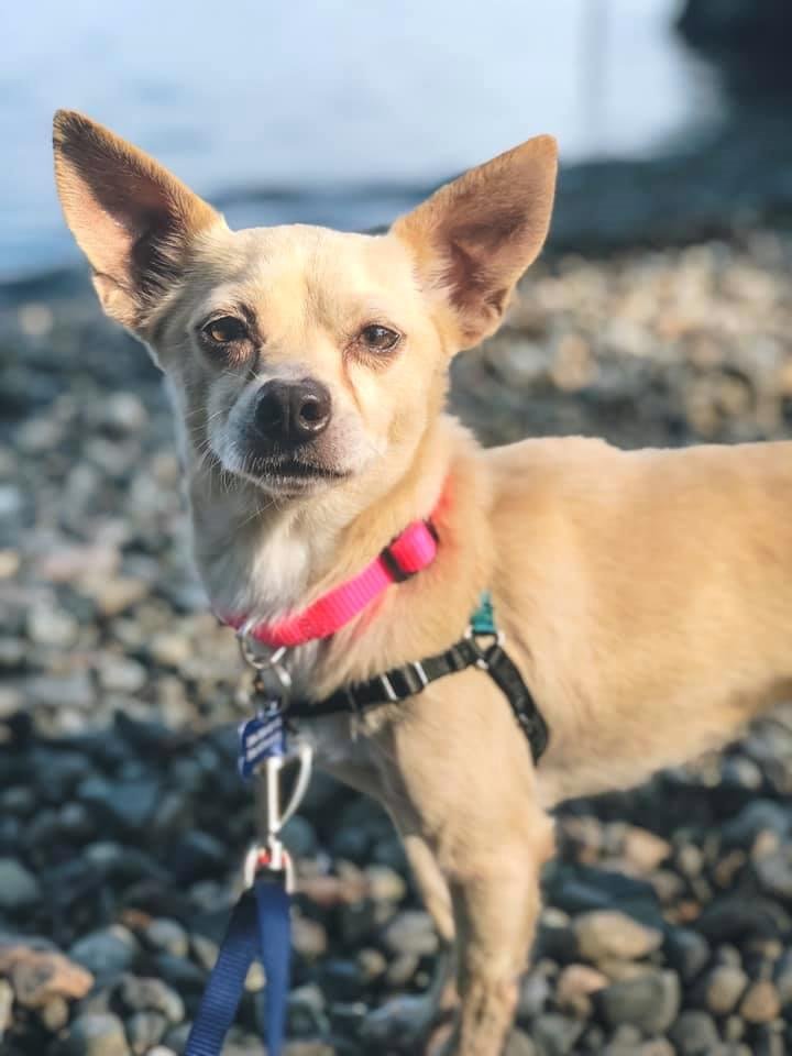 adoptable Dog in Seattle, WA named Dax