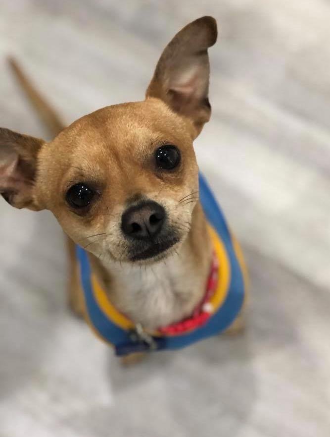 adoptable Dog in Seattle, WA named Buzz