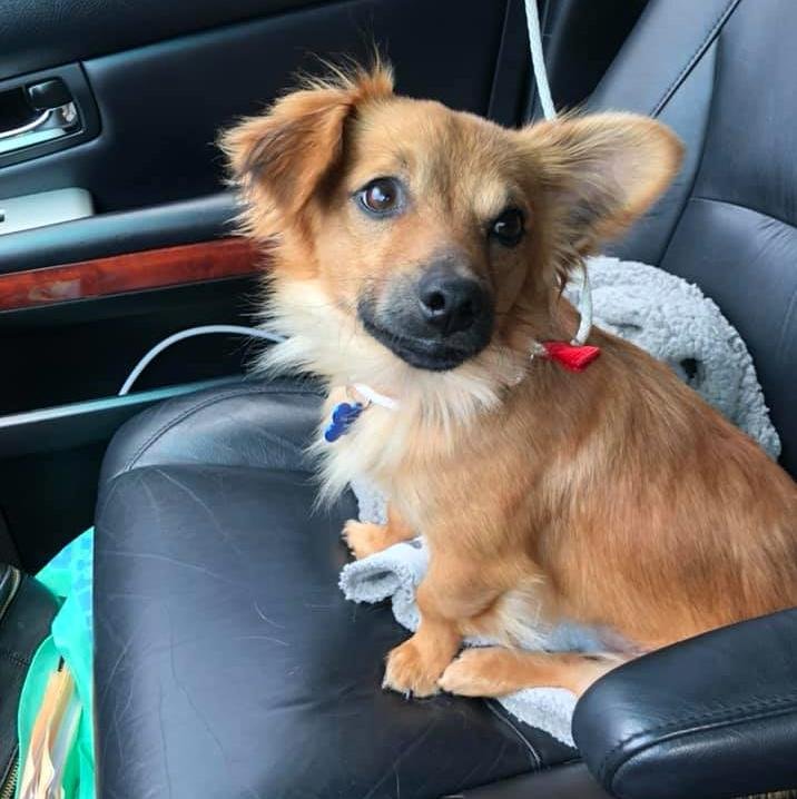 adoptable Dog in Seattle, WA named Canelo