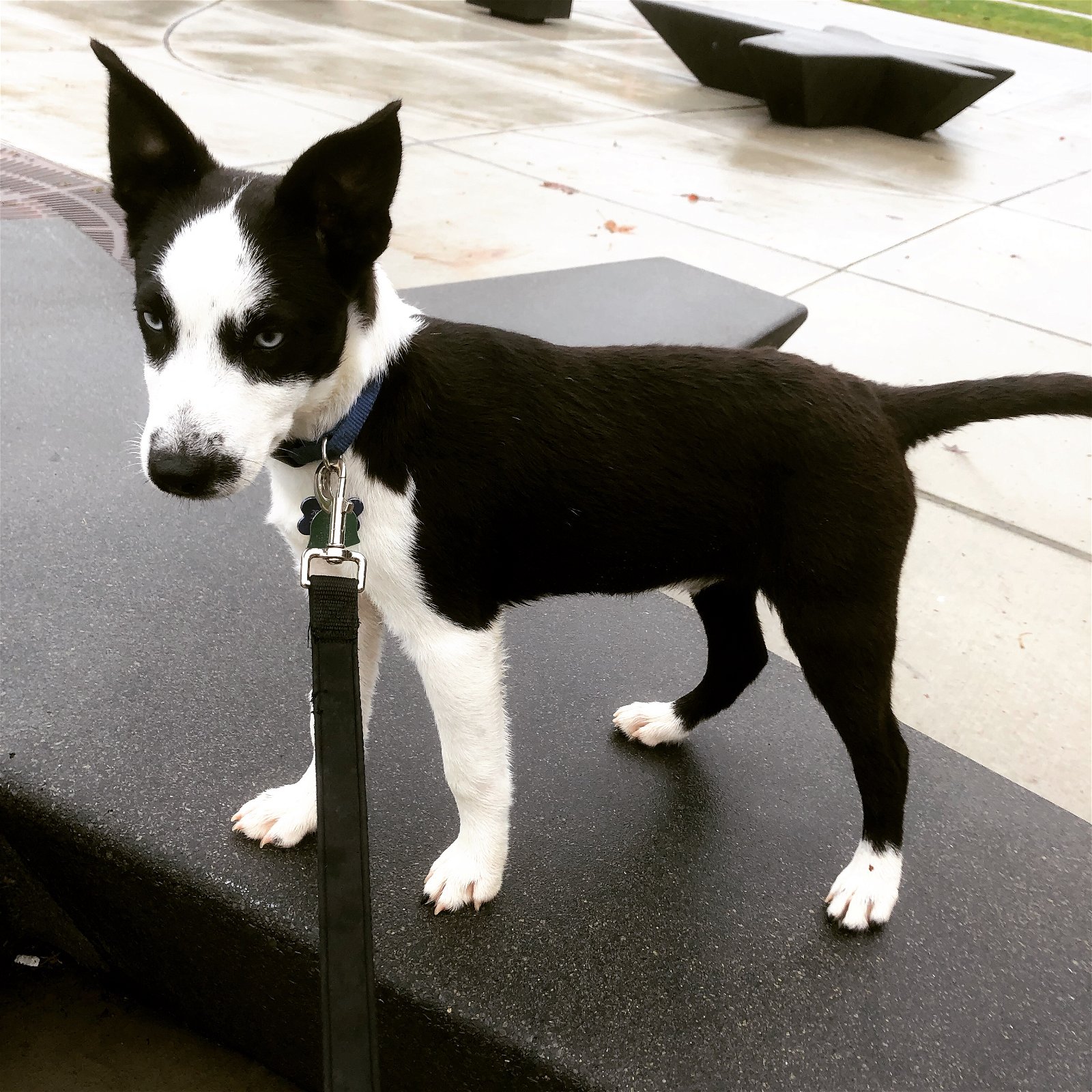 adoptable Dog in Seattle, WA named Kaiser