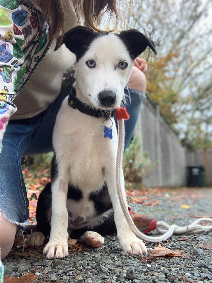adoptable Dog in Seattle, WA named Sinbad