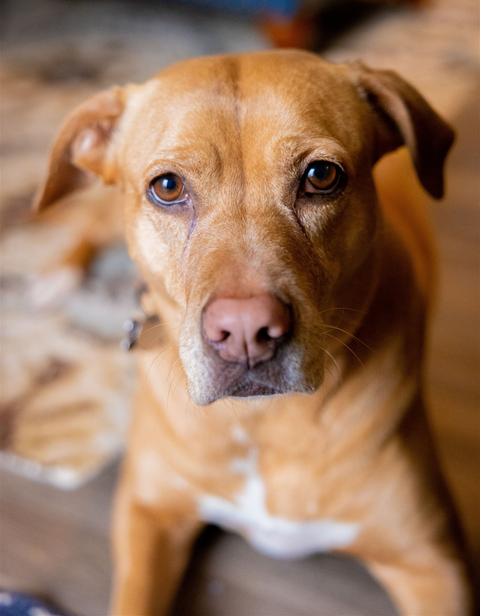 adoptable Dog in Seattle, WA named Chopper