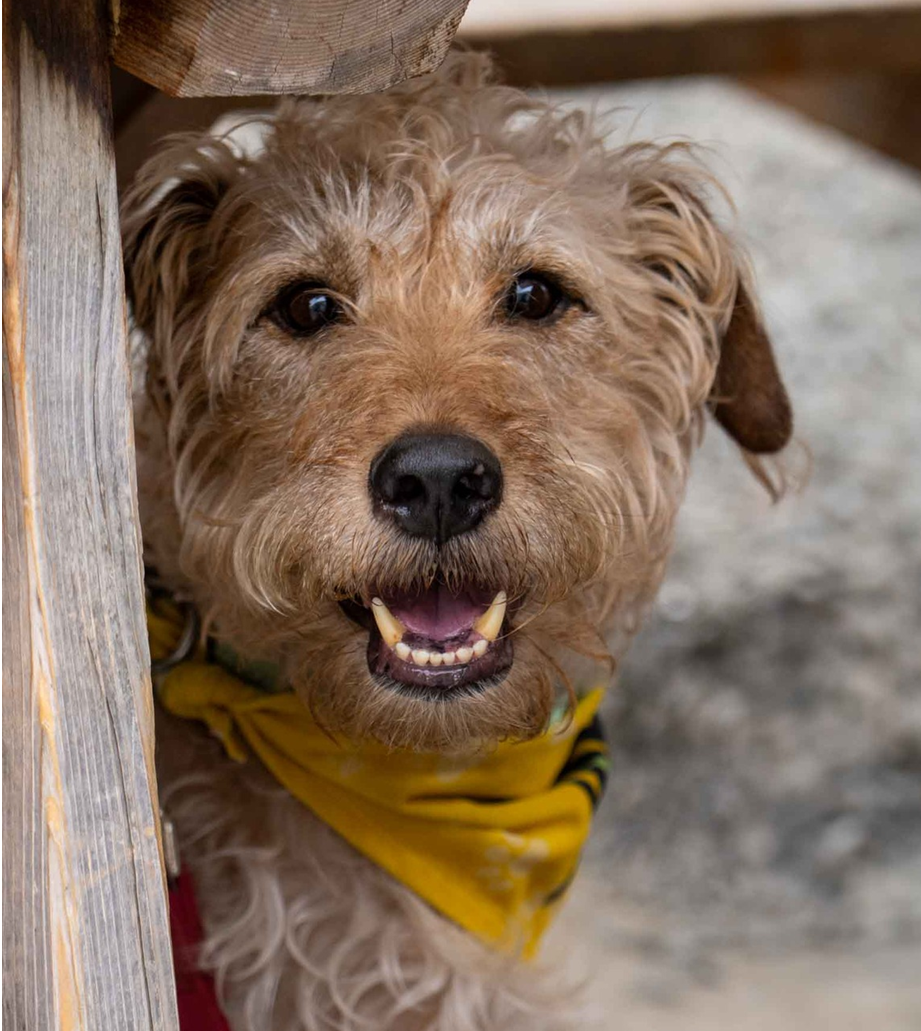 adoptable Dog in Seattle, WA named Doug