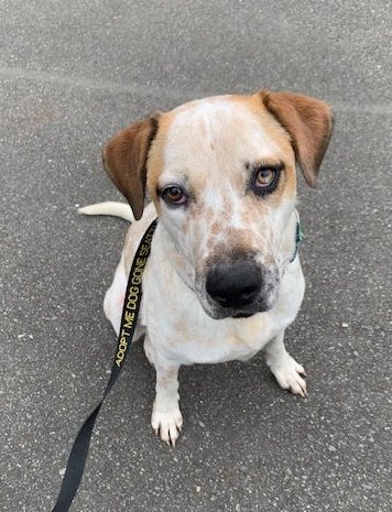 adoptable Dog in Seattle, WA named Leroy
