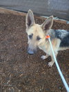 Freya - Photo 14