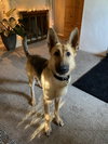 Freya - Photo 12