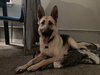 Freya - Photo 13
