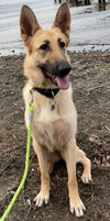 adoptable Dog in Seattle, WA named Freya