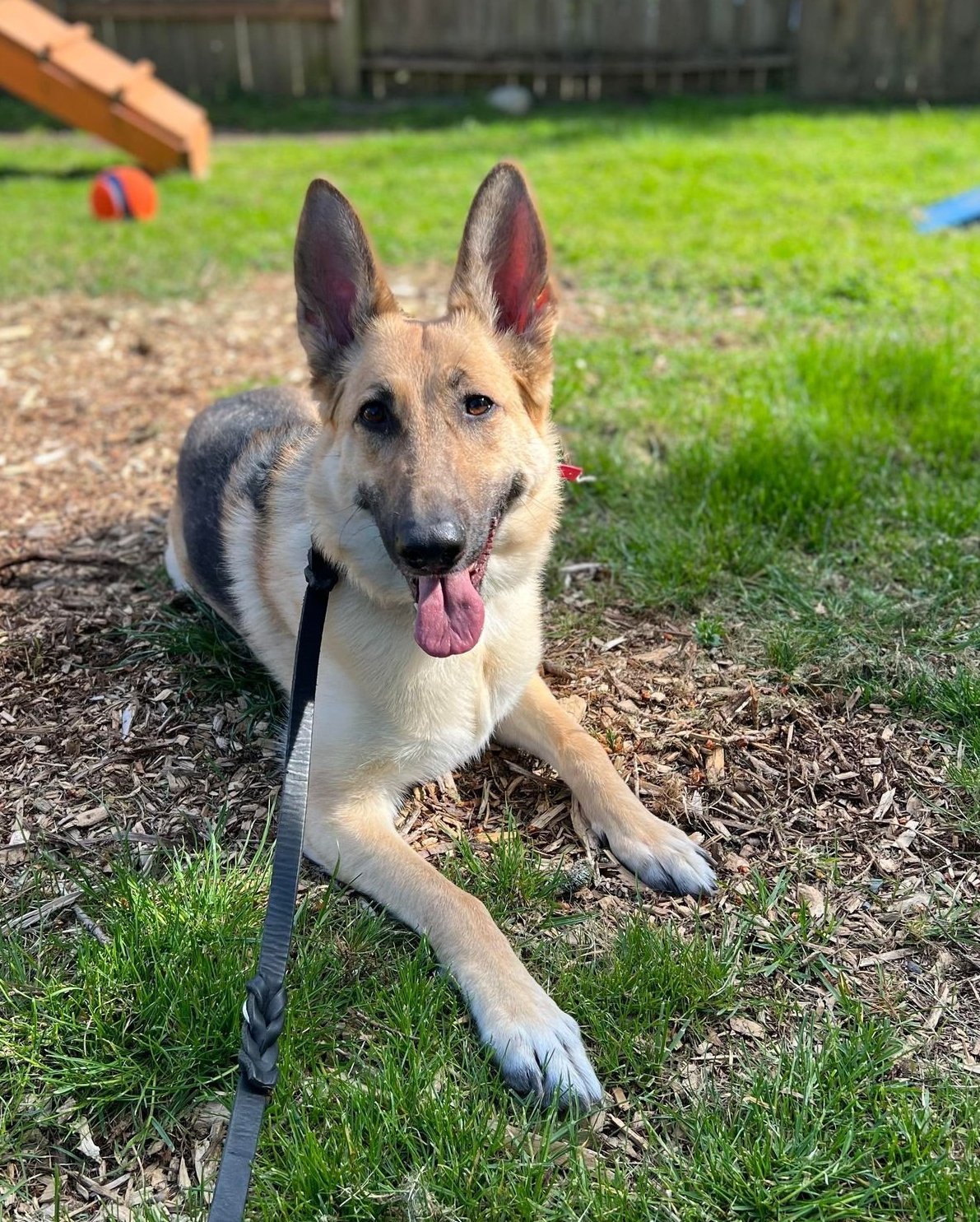 adoptable Dog in Seattle, WA named Freya